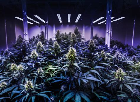 Mariajuana .